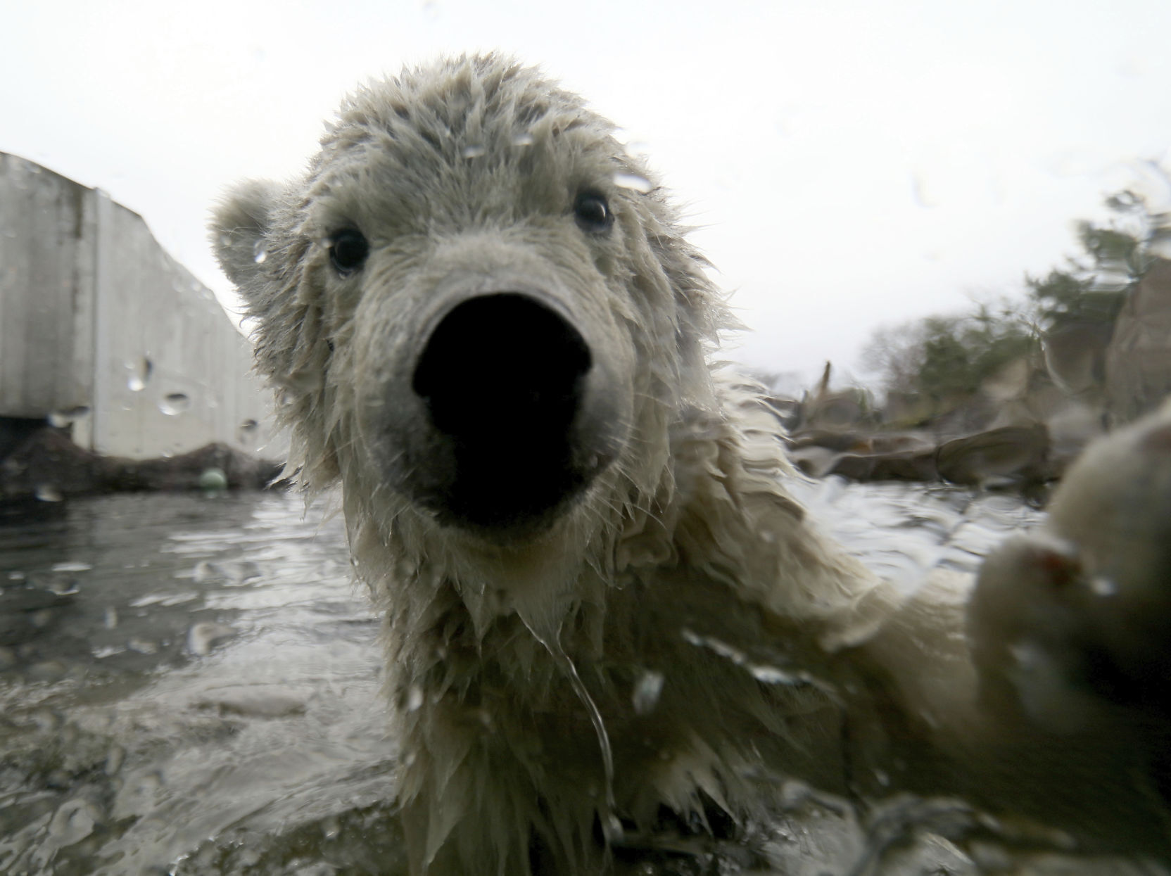APTOPIX Austria Polar Bear Cub